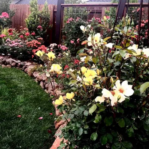 Caring for roses is one of the new workshops offered in the Master Gardener Spring Workshop Series. Jan Burnham