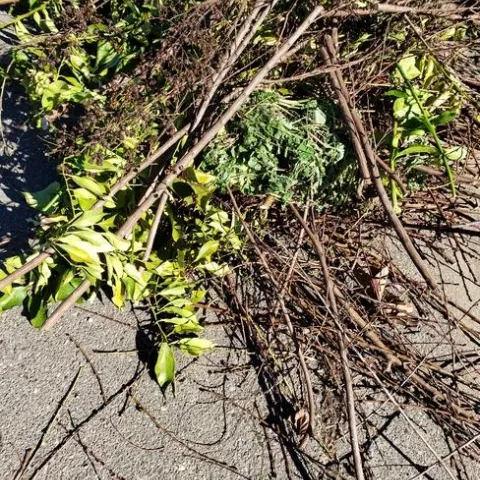 Tree prunings on the street awaiting pickup.