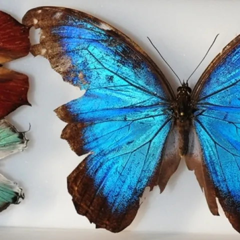 Butterflies from Belize are part of the global collection of butterflies at the Bohart Museum of Entomology. They are (far right) Blue Morpho, Morpho helenor montezuma; (top left), a leaf mimic, Fountainea eurypyle confusa; and blue hairstreak, Pseudolycaena damao, according to entomologist Jeff Smith, who curates the Lepidoptera collection. (Photo by Kathy Keatley Garvey)