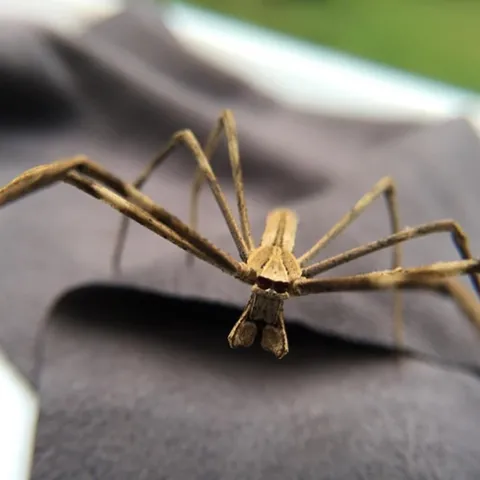 This is a net-casting spider that UC Davis postdoctoral scholar Lisa Chamberland studies. (Image courtesy of Lisa Chamberland)