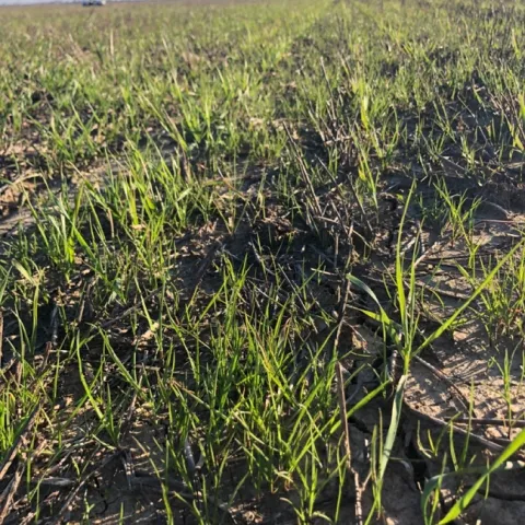 Italian ryegrass (3-4 leaves) among wheat seedlings (Feekes 1-2)