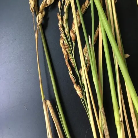 Figure 2. Nigrospora oryza was identified on the culm of M-105, San Joaquin County, 2022.