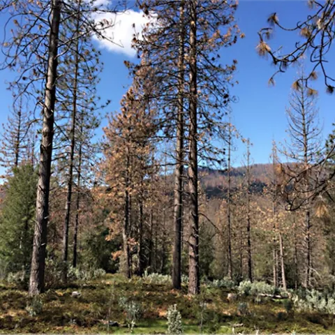 Bark beetles are the culprits in this forest image. USDA forest entomologist Chris Fettig will speak at 4:10 p.m., Feb. 1 on "Bark Beetles: How Tiny Insects Are Transforming Western Forests with a Little Help From Climate Change." (Photo courtesy of Chris Fettig)