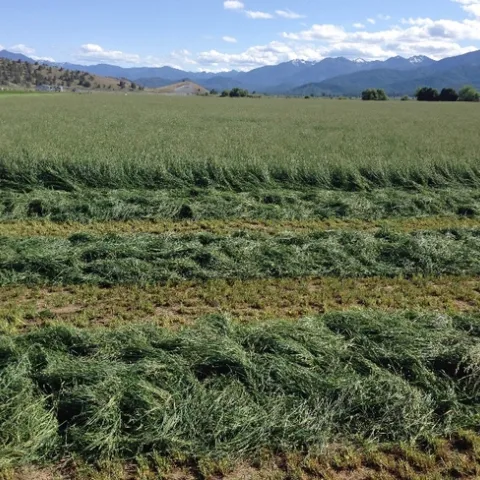 Cut orchardgrass in first two rows of the crop in the field with mountains in background.