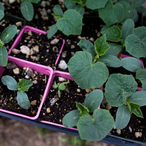 preparing for a garden