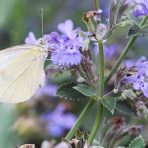 The cabbage white butterfly, Pieris rapae. (Photo by Kathy Keatley Garvey)