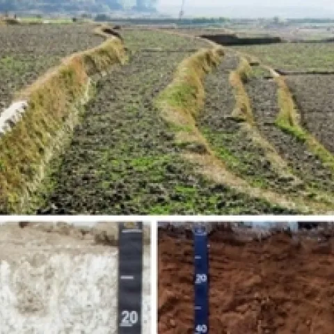 soil heading pictures