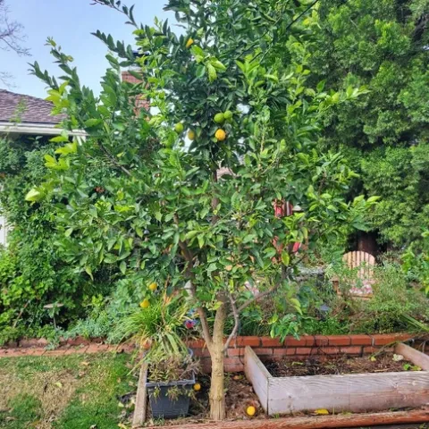 Bearss Lime Tree - Photos by Paula Pashby