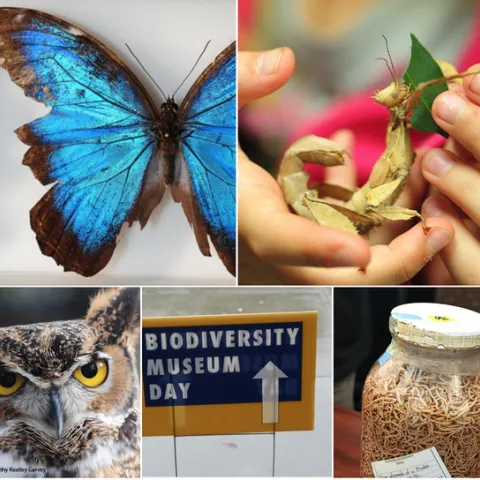 The UC Davis Biodiversity Museum Day will showcase 11 museums or collections. (Photos by Kathy Keatley Garvey)