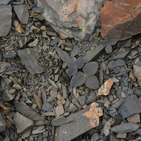 This photo is of a camouflaged very difficult to see Corydalis hemidicentra growing in SW China.
