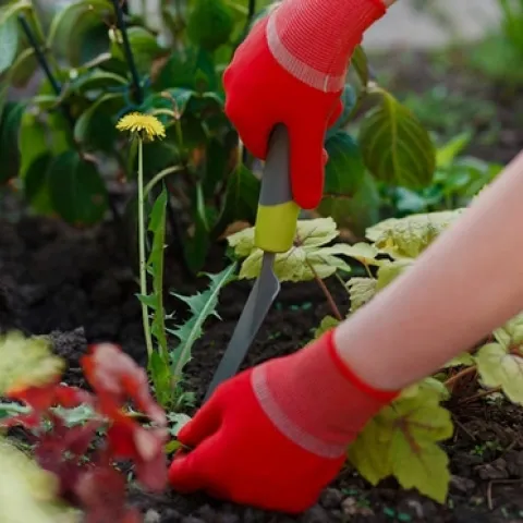 Top 10 Best Weeding Tools for a Healthy Garden In 2022 (ramresearch.org)