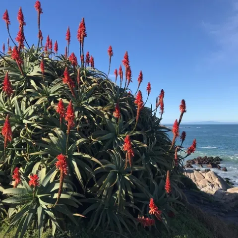 Torch aloe. photo by Karen Metz