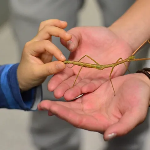 The Bohart Museum of Entomology's live petting zoo draws scores of visitors. Here a youngster gets acquainted with a stick insect, aka walking stick. (Photo by Kathy Keatley Garvey)