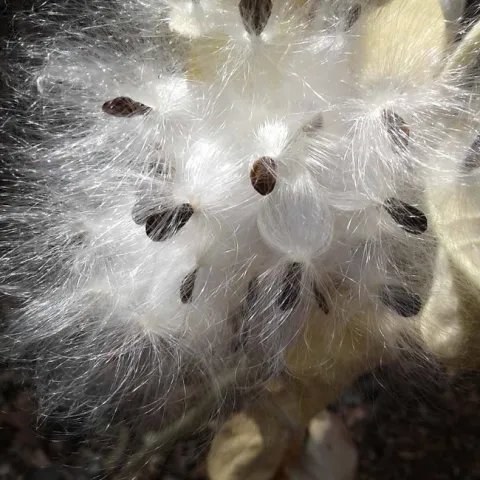 Milkweed seeds. Laura Lukes