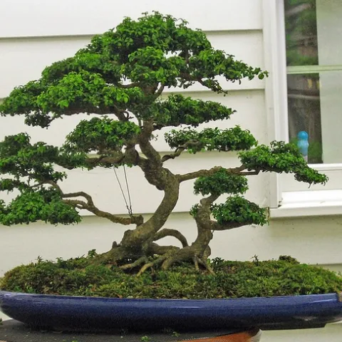 Kingsville boxwood (flikr.com -Mike)