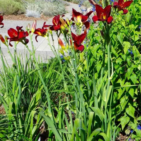 Daylilies can be divided to create more plants. Brent McGhie