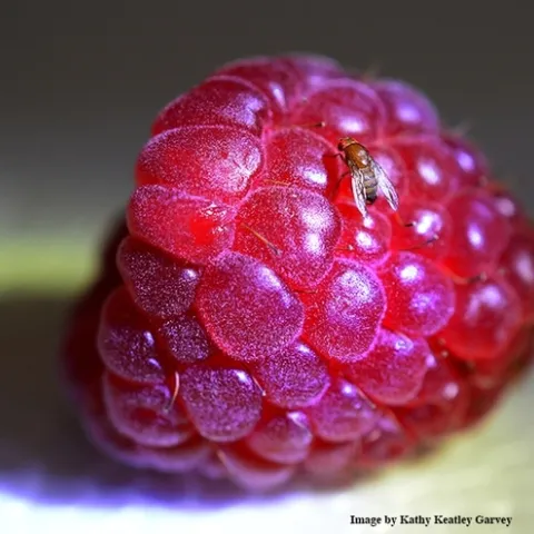 A spotted-wing drosphila, Drosophila suzukii, targeting a raspberry. Native to Southeast Asia, it infests soft-skinned fruits such as strawberries, raspberries, cherries, blueberries, blackberries, peaches and grape. (Photo by Kathy Keatley Garvey)