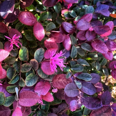 Photo by Deborah Light-Pacheco