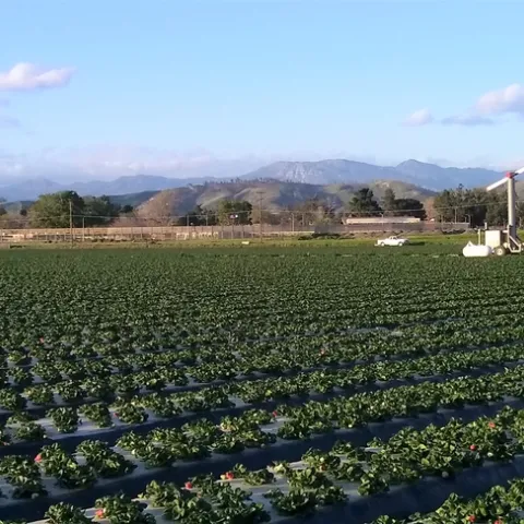 Strawberries planted on a farm site with mountains in the distance