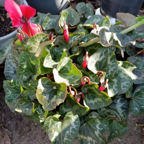 Cyclamen plant. photo by Kathy Low