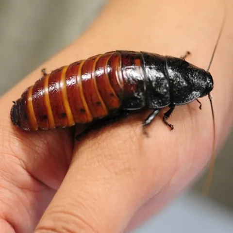 A Madagascar hissing cockroach is also called a "hisser." It hisses when it's disturbed, when it wants to attract a mate, and when it is fighting. (Photo by Kathy Keatley Garvey)
