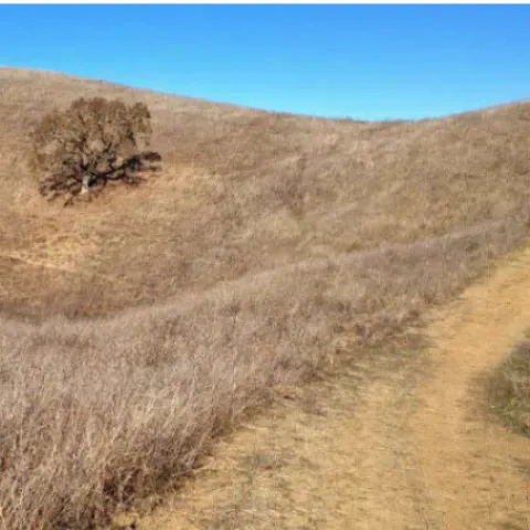 Dry grass is bisected by a dusty road