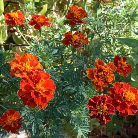Some marigold species are edible. These bloom in the Edible Garden at the Master Gardeners Demonstration Garden. Laura Kling