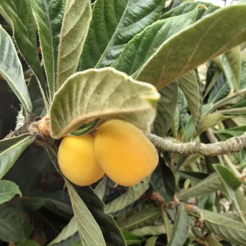 Photo by Phyllis Molnar