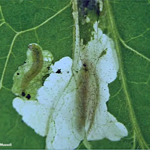 Larvae of Tuta absoluta, a South American tomato leafminer, damaging a tomato leaf. (Photo courtesy of A. Mussoll)