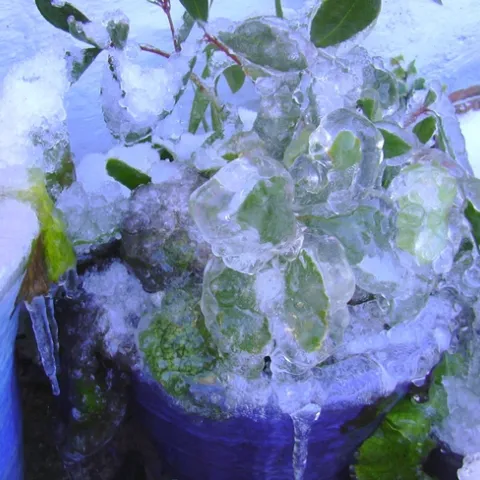 "Frozen Plant" by mrrobertwade (wadey) is licensed under CC BY-NC-SA 2.0.