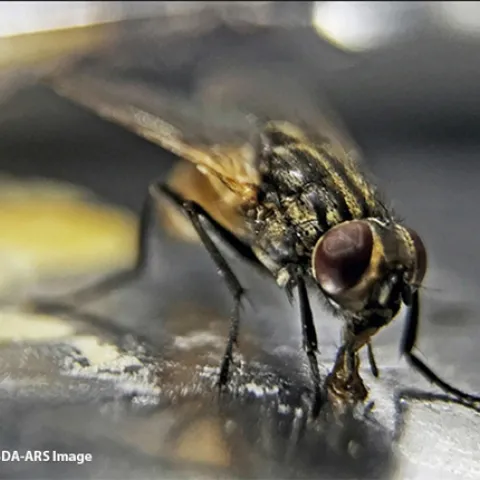 House fly (Musca domestica) feeding. (Photo courtesy of USDA-ARS)