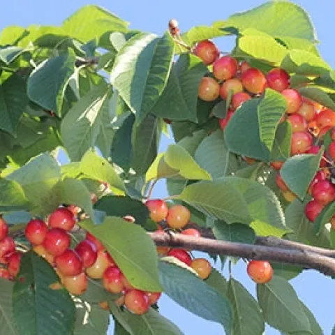 Rainier Cherries (Eric Hadley-Ives)
