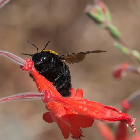 A carpenter bee robs nectar from a California fuchsia, piercing the blossom at the base and drinking the nectar. Photo by JKehoe_Photos.