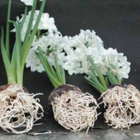 Roots Damaged by Alcohol. https://journals.ashs.org/horttech/view/journals/horttech/16/2/article-p294.xml