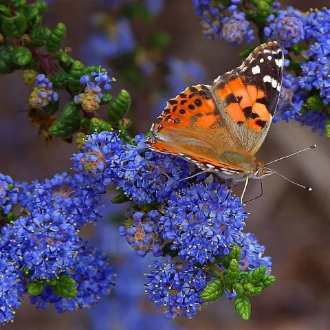 5 varieties of ceanothus support 56 butterfly & moth species: Blueblossom, Buck Bush, Hairy, Point Reyes, and Wavy Leaved. Photo: Jon Sullivan Pixie