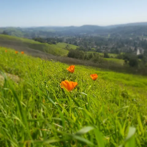 Courtesy H. Van Den Broeck