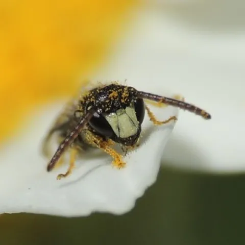 Solitary bee (Hylaeus?), Sandy, Bedfordshire by orangeaurochs is licensed under CC BY 2.0.