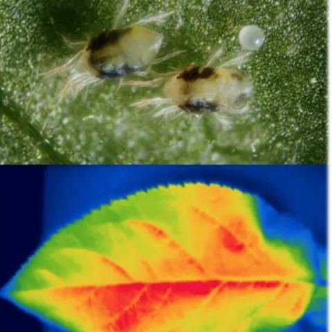 Ecologist Sylvain Pincebourde, a director of research for the National Centre for Scientific Research, France, will speak on "The Key Role of Microclimates in Modulating the Response of Ectotherms to Climate Change" at the March 15th seminar sponsored by the UC Davis Department of Entomology and Nematology.