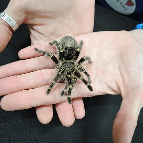 Meet Coco McFluffin, a resident tarantula in the Bohart Museum's live petting zoo. It's a Chaco golden knee tarantula (Grammostola pulchripes), native to Paraguay and Argentina. (Photo by Kathy Keatley Garvey)