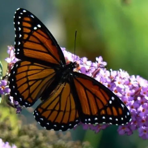 Viceroy on the Butterfly Bush by Benimoto is licensed under CC BY 2.0.