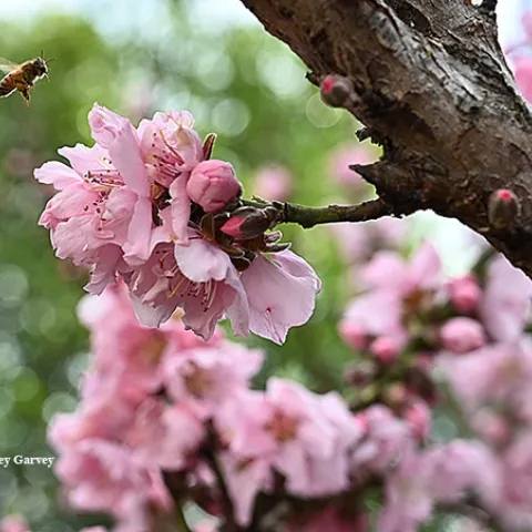 A honey bee, cooped up in a hive for weeks due to the rain and cold, heads for a nectarine blossom in Vacaville, Calif. (Photo by Kathy Keatley Garvey)