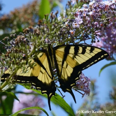 A Western tiger swallowtail, Papilio rutulus, in the UC Davis Arboretum and Public Garden. (Photo by Kathy Keatley Garvey)
