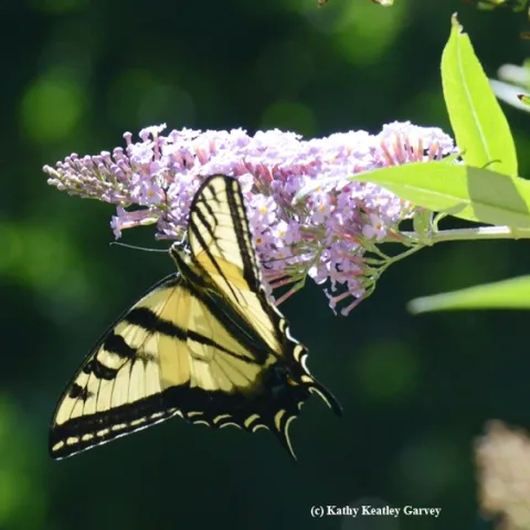 A Western tiger swallowtail, Papilio rutulus, in the UC Davis Arboretum and Public Garden. (Photo by Kathy Keatley Garvey)