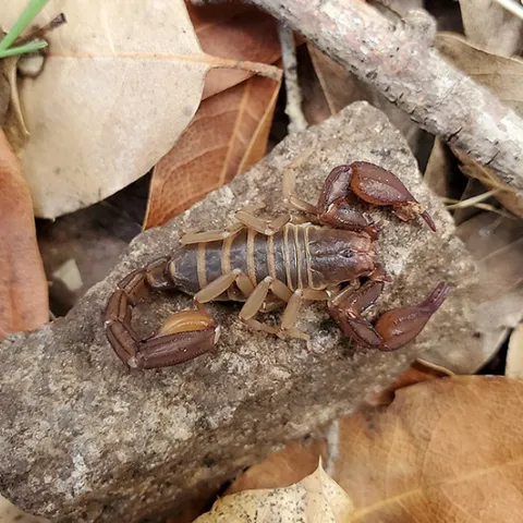 Scorpions will be among the "Many-Legged Wonders" at the Bohart Museum of Entomology open house on Saturday, March 18. (Image courtesy of the Bond lab)