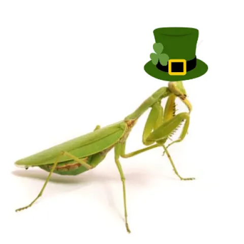 A praying mantid wearing a St. Paddy’s Day hat.