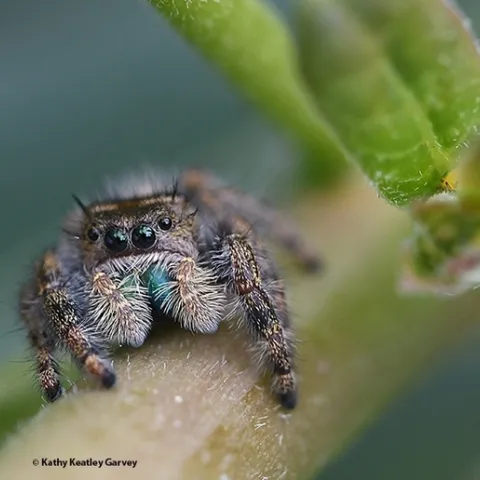 A jumping spider--note the green "fangs" (chelicerae)--peers at the photographer. (Photo by Kathy Keatley Garvey)