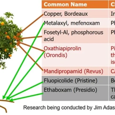 Fungicide treatment phytophthora