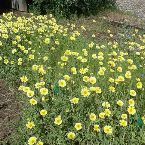 Tidytips (Layia platyglossa) and Ithuriel's Spear. Cindy Weiner