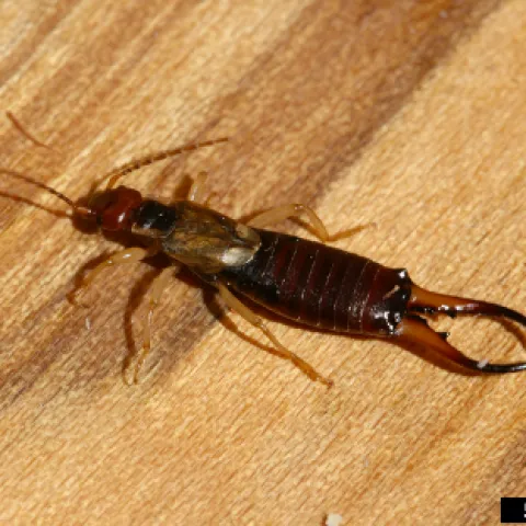 A European earwig, Forficula Auricularia. Photo by Whitney Cranshaw, Colorado State University, Bugwood.org.