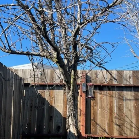 Pete. photo by Dilcie Paschall